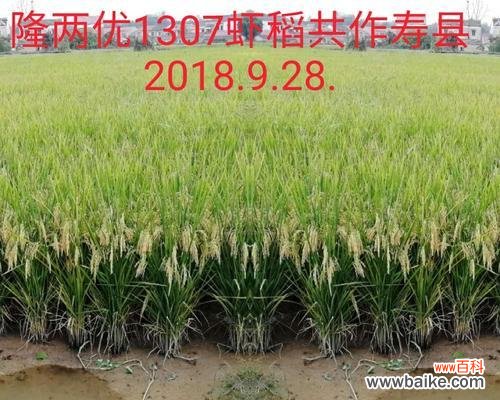 稻飘洗发水稻飘的含义是什么？