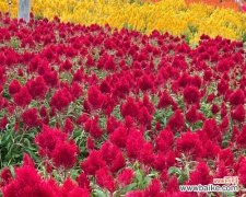 凤尾花的花语代表什么？