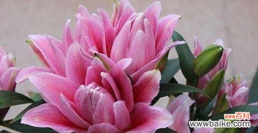 蓝雨百合在网络用语中代表什么？蓝雨百合的含义是什么？