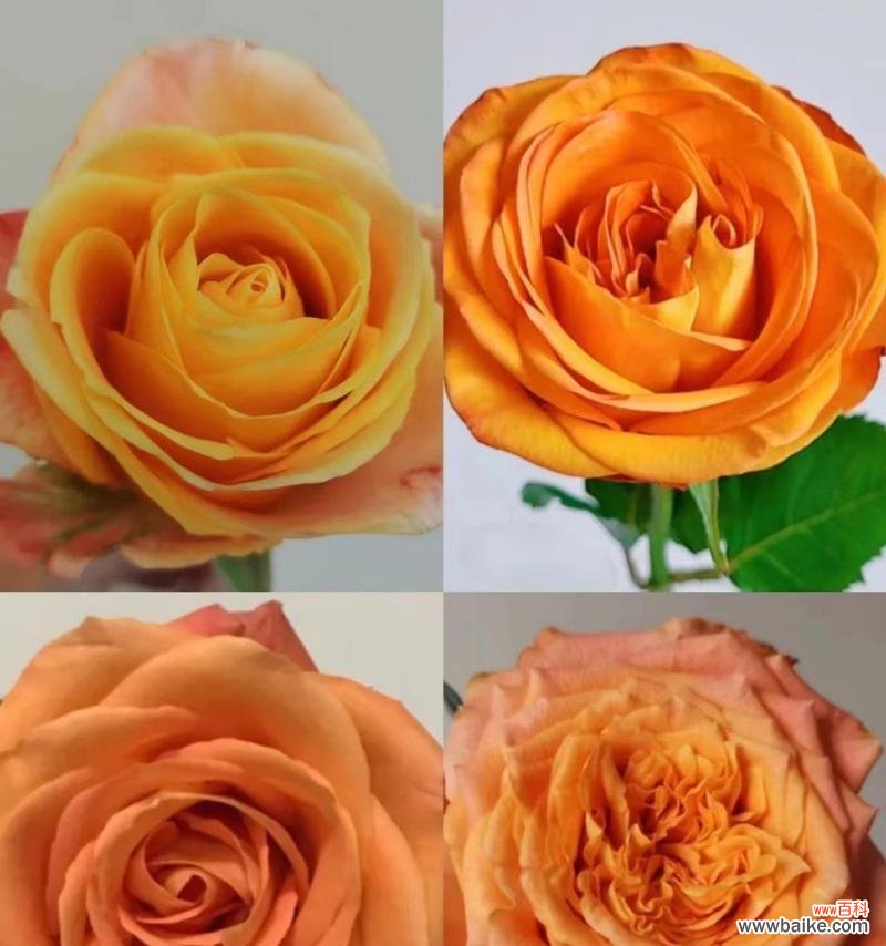 橙色玫瑰花的寓意是什么？