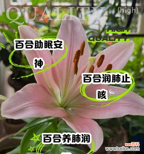 百合开不了苞什么意思呀？这是什么原因导致的？