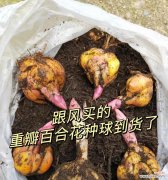 百合开不了苞什么意思呀？这是什么原因导致的？