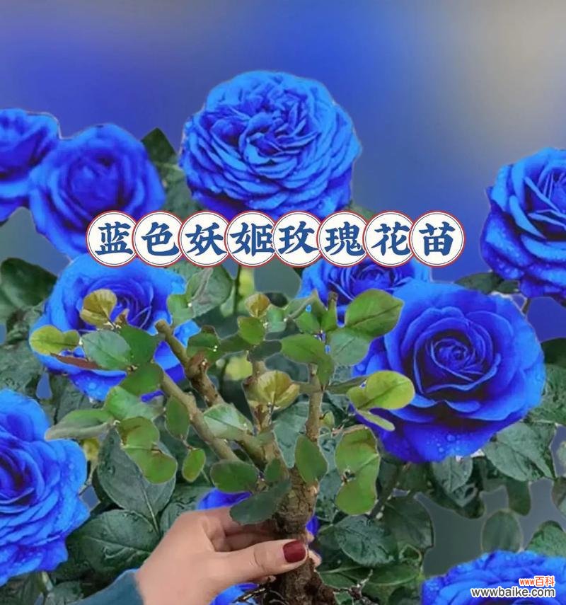 洗衣液中的蓝色玫瑰花象征什么？蓝色玫瑰花的含义是什么？