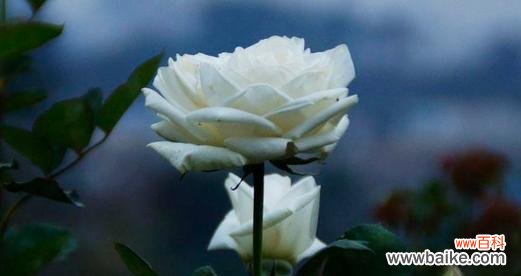 拈一束白玫瑰的含义是什么？