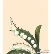 美丽清香，象征美好人生 铃兰花的花语和寓意