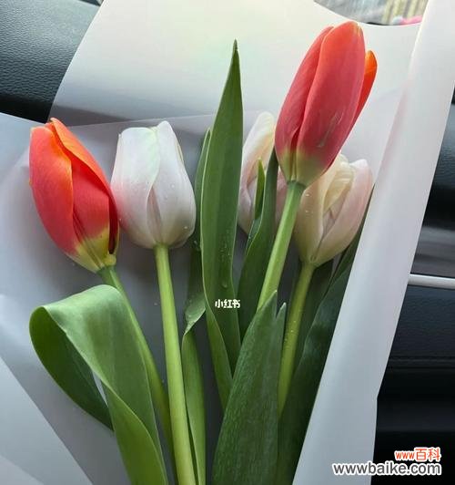 送几朵有何寓意？——解读郁金香的不同花数含义 郁金香的花语