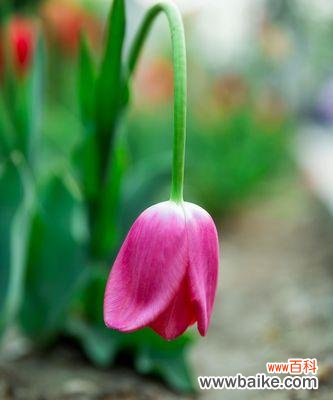 送几朵有何寓意？——解读郁金香的不同花数含义 郁金香的花语