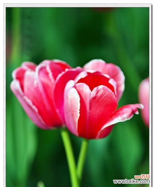 送几朵有何寓意？——解读郁金香的不同花数含义 郁金香的花语