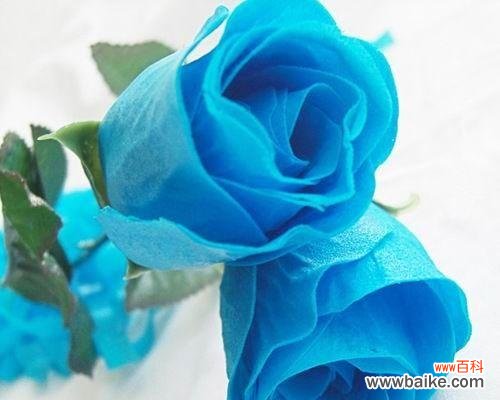 探寻情感、友谊与激励的意义 3朵玫瑰的花语含义剖析