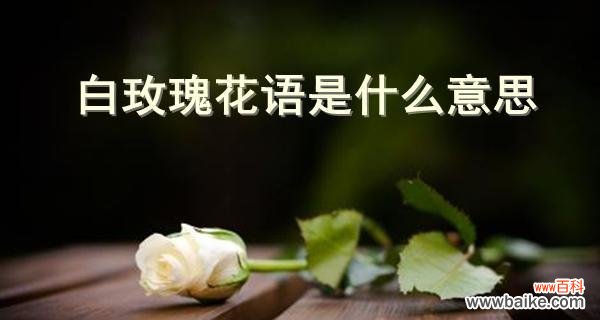 探寻情感、友谊与激励的意义 3朵玫瑰的花语含义剖析