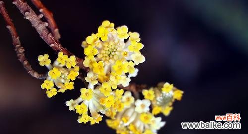 传承千年的芬芳与美好 结香花语与传说