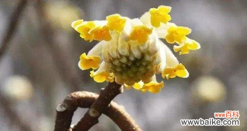 传承千年的芬芳与美好 结香花语与传说