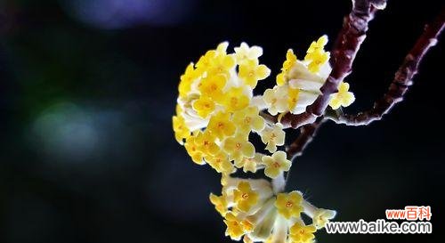 传承千年的芬芳与美好 结香花语与传说