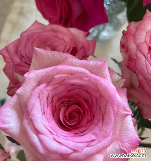 解读粉色玫瑰花语，探寻浪漫情怀 粉色玫瑰的代表意义