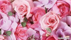 解读粉色玫瑰花语，探寻浪漫情怀 粉色玫瑰的代表意义