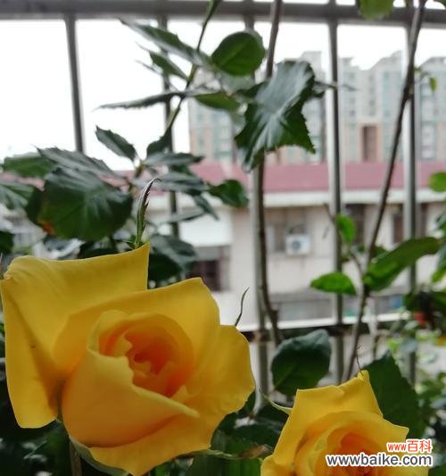 黄玫瑰花代表什么，探究其深层含义 黄玫瑰花的象征意义