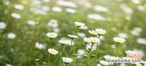 传递纯洁和真实的信仰， 白色小雏菊的花语