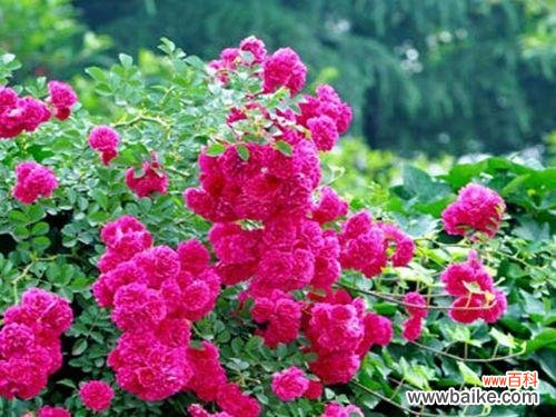 探究澳洲野蔷薇花朵的意义与寓意 澳洲野蔷薇的花语