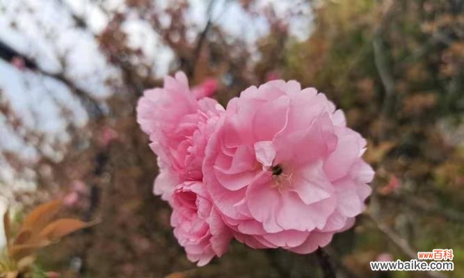 探索樱花的传说故事和象征意义 樱花花语及寓意