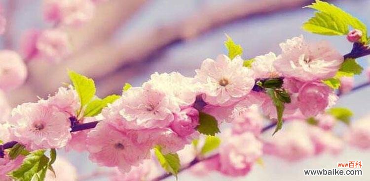 探索樱花的传说故事和象征意义 樱花花语及寓意