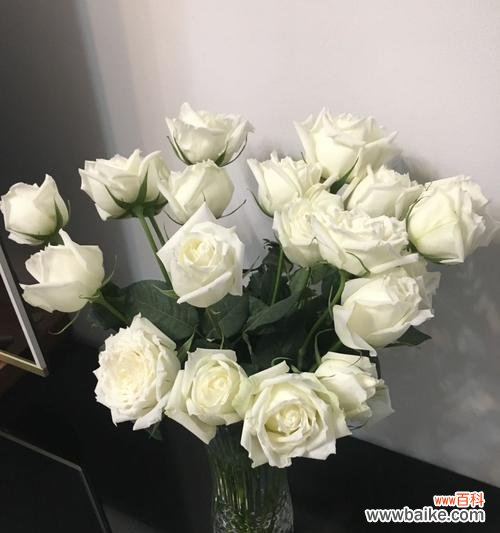 探究白玫瑰象征的含义与文化内涵 解读一束白玫瑰的深意