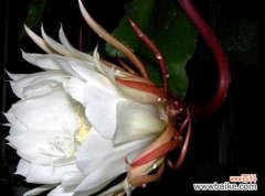 寻觅命运转折中的希望 昙花花语的寓意