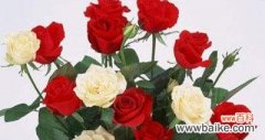 探究玫瑰花数量与情感关系 送玫瑰花几朵的含义