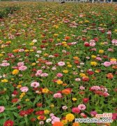 探秘百日菊的花语，传递自然之美的寓意 百日菊的花语——寓意美好的长青之花