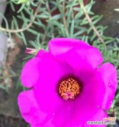 揭秘太阳花背后的8种含义 太阳花的花语