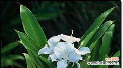 探究姜花的花语和文化含义，了解姜花所代表的情感和意义 姜花——爱情和美好的象征