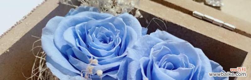 解读蓝色妖姬花语中的情感和寓意 蓝色妖姬花语揭示的深意