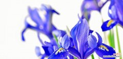 揭示蓝色鸢尾花背后的寓意 蓝色鸢尾花的寓意与象征
