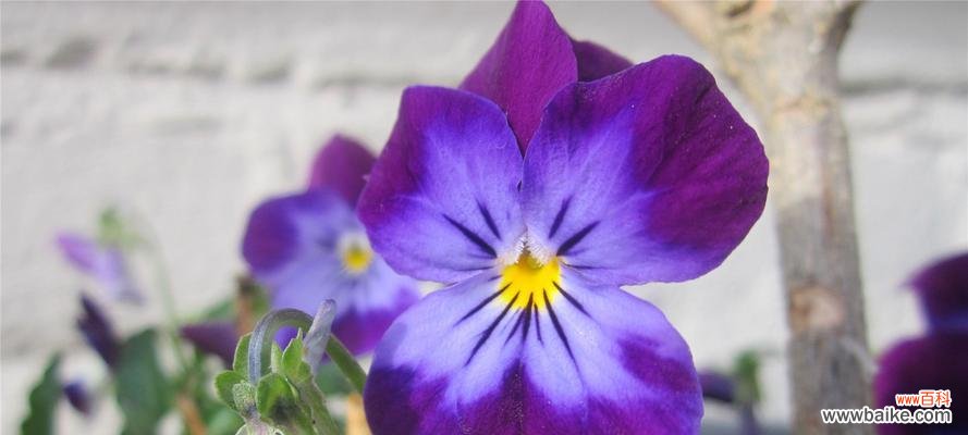 探寻蓝色紫罗兰的花语 蓝色紫罗兰花语-守望与希望