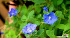 揭示蓝星花的花语与寓意 蓝星花