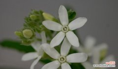 探索蓝星花背后的意义 蓝星花的花语及其寓意