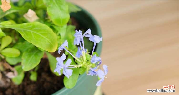 探寻蓝雪花的含义 蓝雪花的花语和寓意——浪漫与纯洁