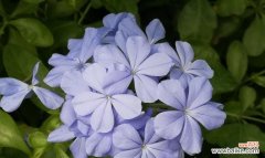 寓意深远的蓝色花朵 蓝雪花的花语之美丽纯洁