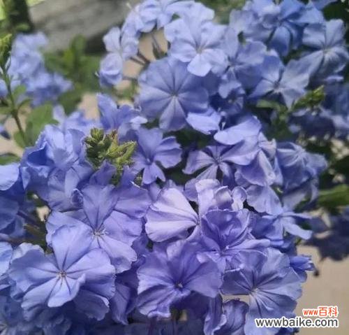 揭秘蓝雪花的神秘内涵 蓝雪花的花语与象征意义