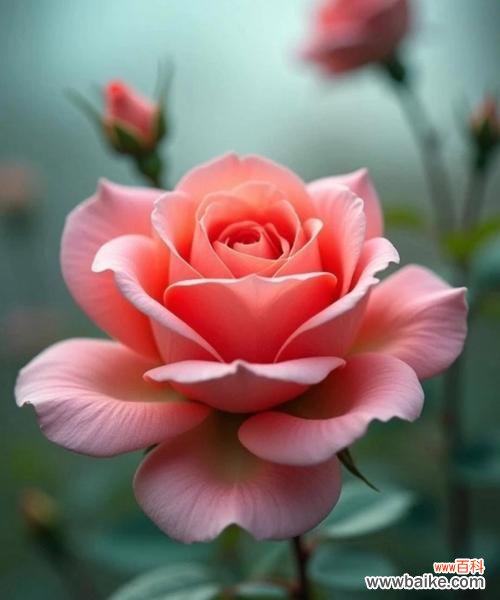 粉色玫瑰代表的花语是什么？