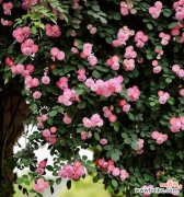 粉蔷薇的花语是什么？粉蔷薇代表的寓意有哪些？