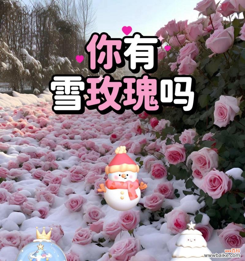 在雪山插玫瑰花有何象征意义？