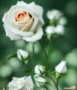 在雪山插玫瑰花有何象征意义？