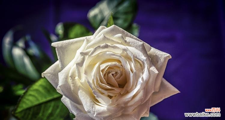 熊猫看到白玫瑰有何反应？白玫瑰对熊猫有何意义？