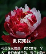 什么花的花语是初恋？哪种花代表着纯真的爱情？