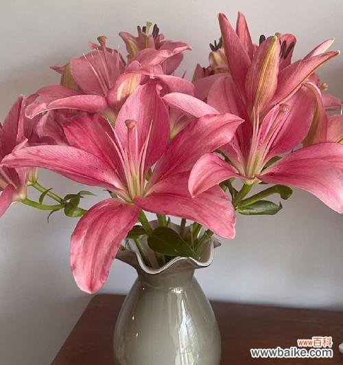 百合花瓣有何象征意义？送百合花时应如何选择？