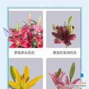 百合花瓣有何象征意义？送百合花时应如何选择？