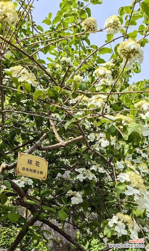 琼花露有何寓意？它的含义是什么？