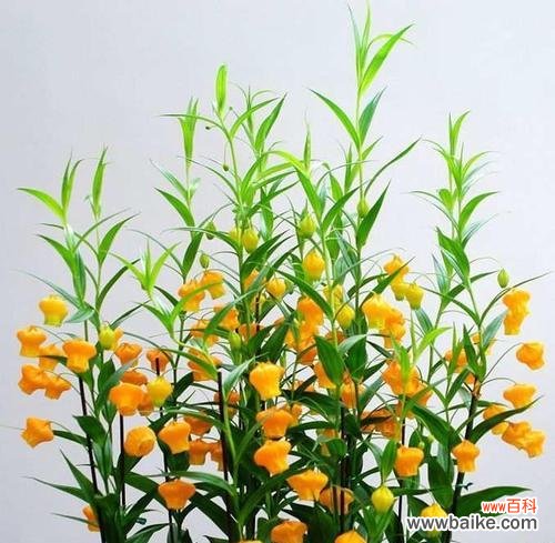 “百合含珠”在网络用语中是什么意思？这个表达通常用来描述什么？