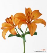 “百合含珠”在网络用语中是什么意思？这个表达通常用来描述什么？