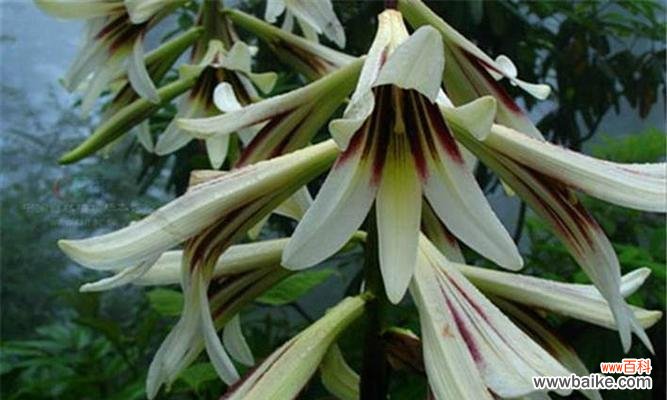 “百合含珠”在网络用语中是什么意思？这个表达通常用来描述什么？